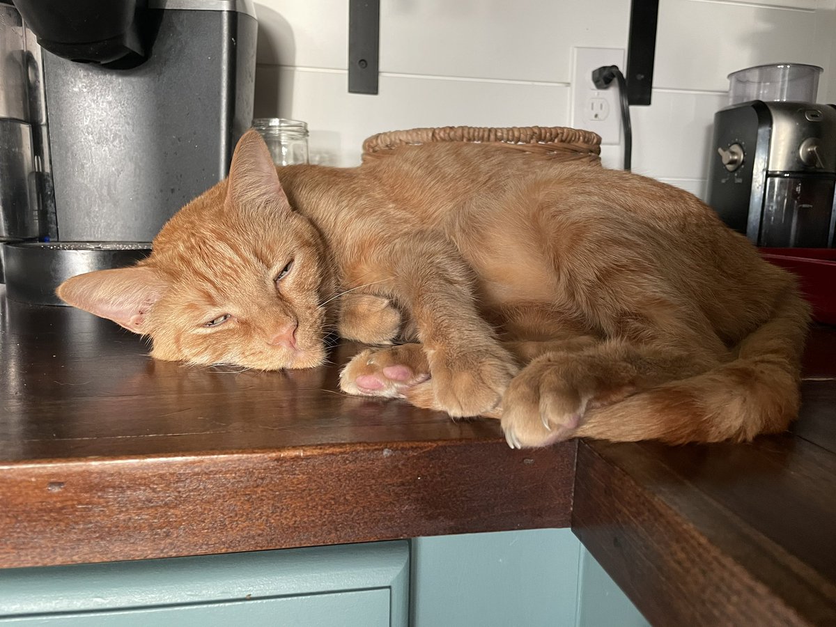 mcgeeforrestcat's tweet photo. https://t.co/hvaCQRGQug