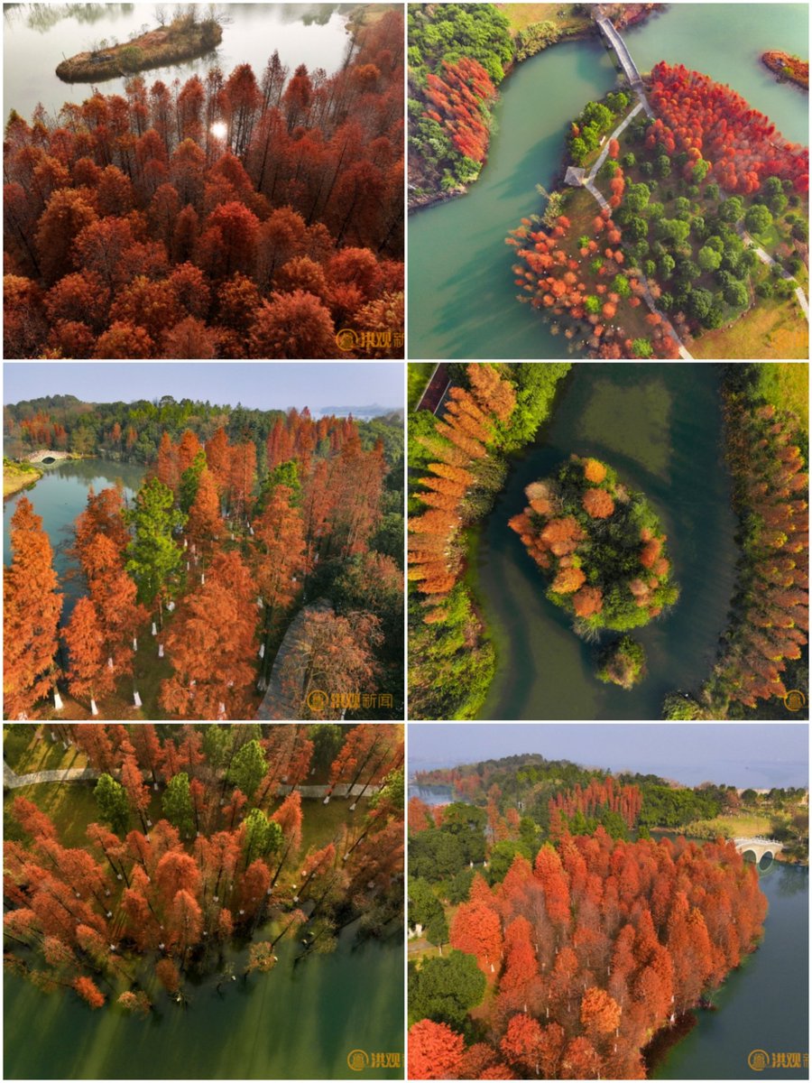江西南昌：水杉红艳似火Nanchang, Jiangxi:Metasequoia reddish like fire