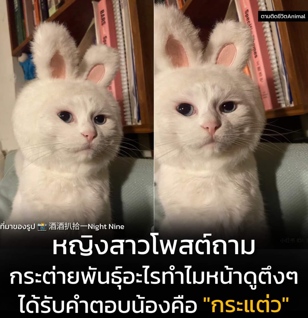 ตามติดชีวิตAnimal tweet media