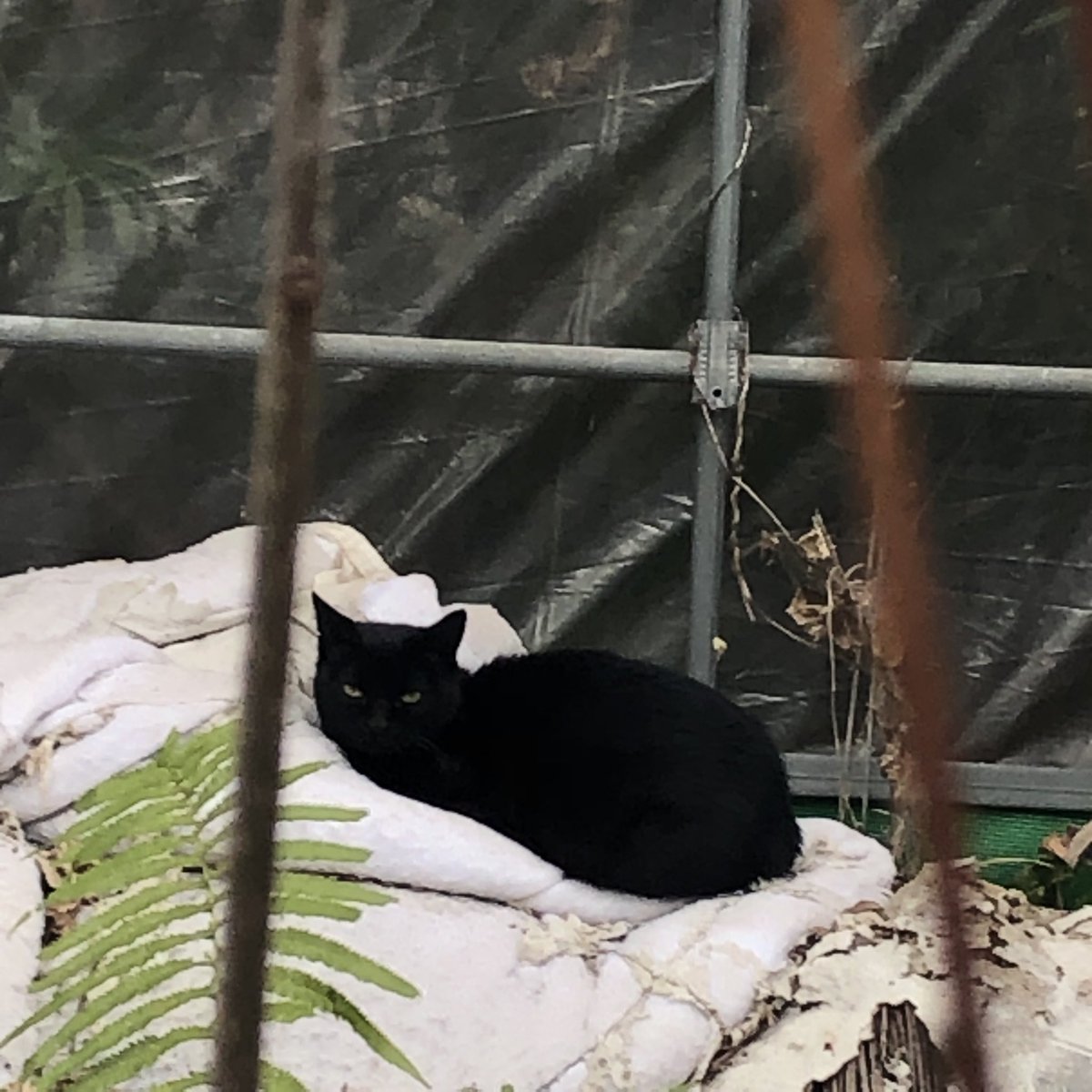 chie1187276's tweet photo. #クロネコ
#くろねこ
#黒猫
#ねこ
#猫
#ネコ https://t.co/TjRDkGok2H