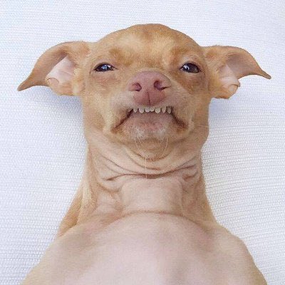 What I admire most about $PHTEVE is that I genuinely feel dumber since I bought in.

Many memecoins on Solana put up an admirable, albeit forced autistic facade in an attempt to attract new buyers, callers, etc. The “community” becomes euphoric as the price increases, however,