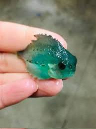 Die4Jack's tweet photo. @funk2x free fish https://t.co/lIdk70AcSf