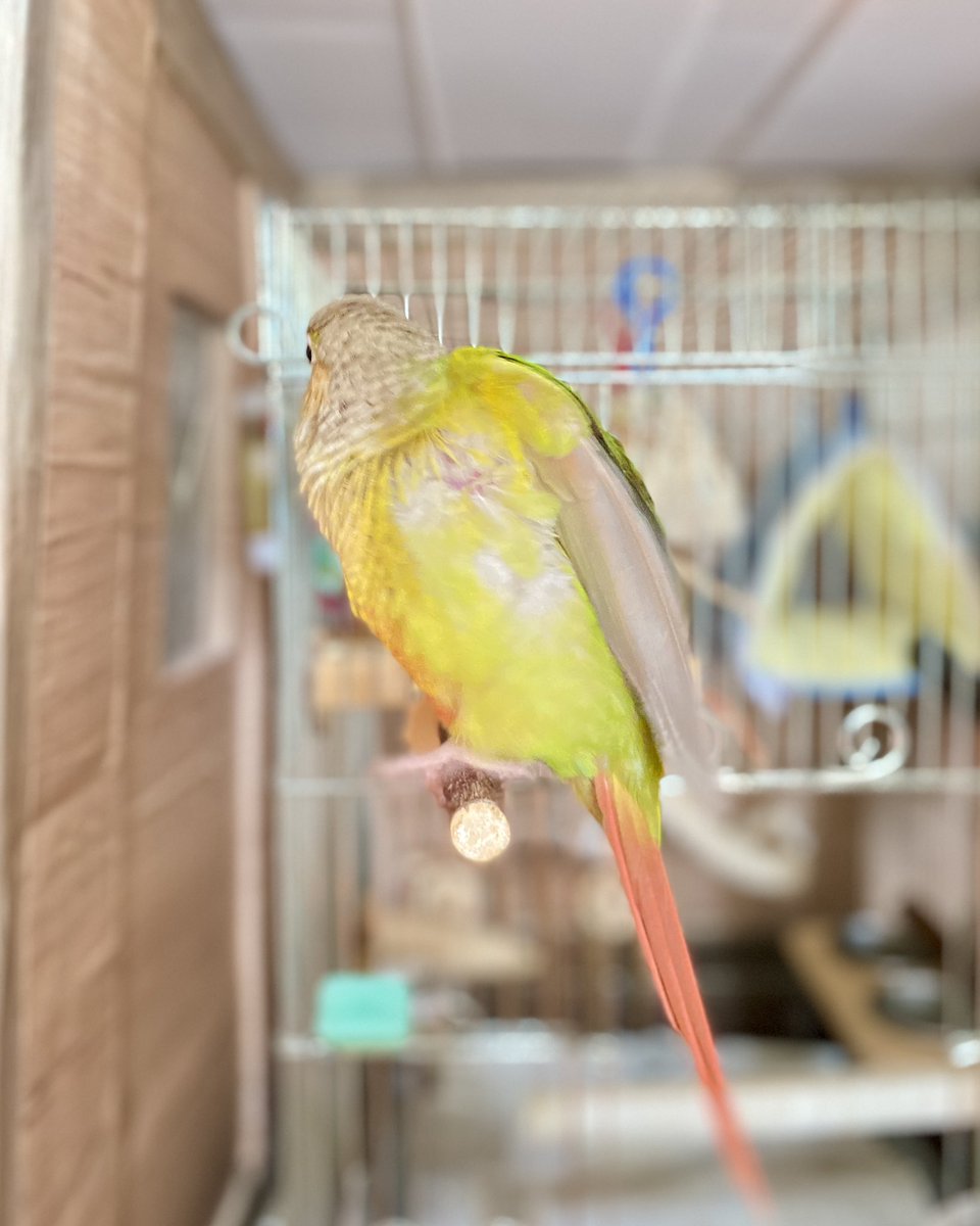 conure_kiwi's tweet photo. ワキわき♡♡ https://t.co/U1YSOPZrAP