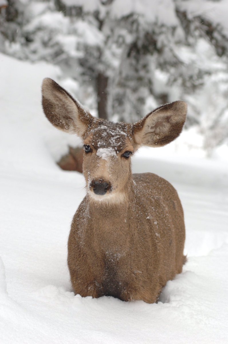 Good morning X-Friends…Happy Saturday ☃️❄️🦌🩷🤍🤎

#SaturdayMorning 🌷 #CoffeeTime ☕️ #AnimalLovers 🩷 #StaySafe ☃️ #WinterWeather 🌧️ #PeaceAndLove 🕊️