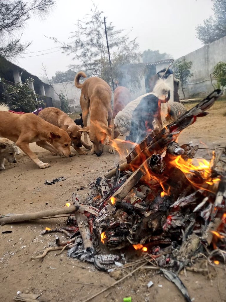 TheViditsharma's tweet photo. Wishing you a joyous and prosperous Lohri! This year, we celebrated Lohri with our rescued dogs, adding warmth to their lives. Let's always remember the voiceless souls in our festivities. Stray animals need our human touch for survival. #HappyLohri #CelebrateWithCompassion
#AnimalWelfare