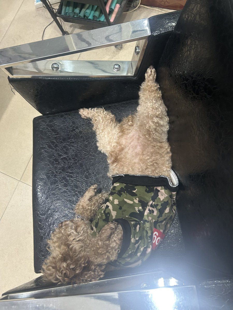 一只性格和金毛一样的小泰迪，卡哇伊desu！