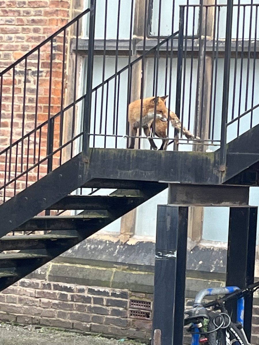 That’s my good deed done for the day. How to rescue a fox stuck on a flat roof ? Simple, build a bridge 🦊😀