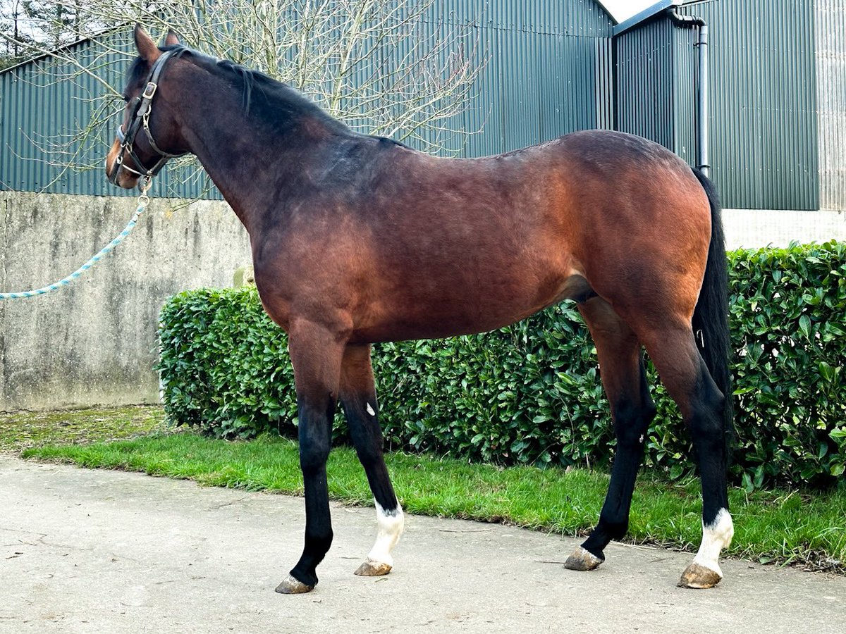 IREthoroughbred's tweet photo. 🇮🇪 ITM Irish Stallion Trail 🇮🇪
📍 @LackenStud 

Strapping stakes winner &amp; Derby second KHALIFA SAT impresses at Lacken Stud. Half to St Leger second Unsung Heroine well worth checking out in a beautiful corner of North Wexford. 💫

#irishstalliontrail https://t.co/vmK56Zf8lH