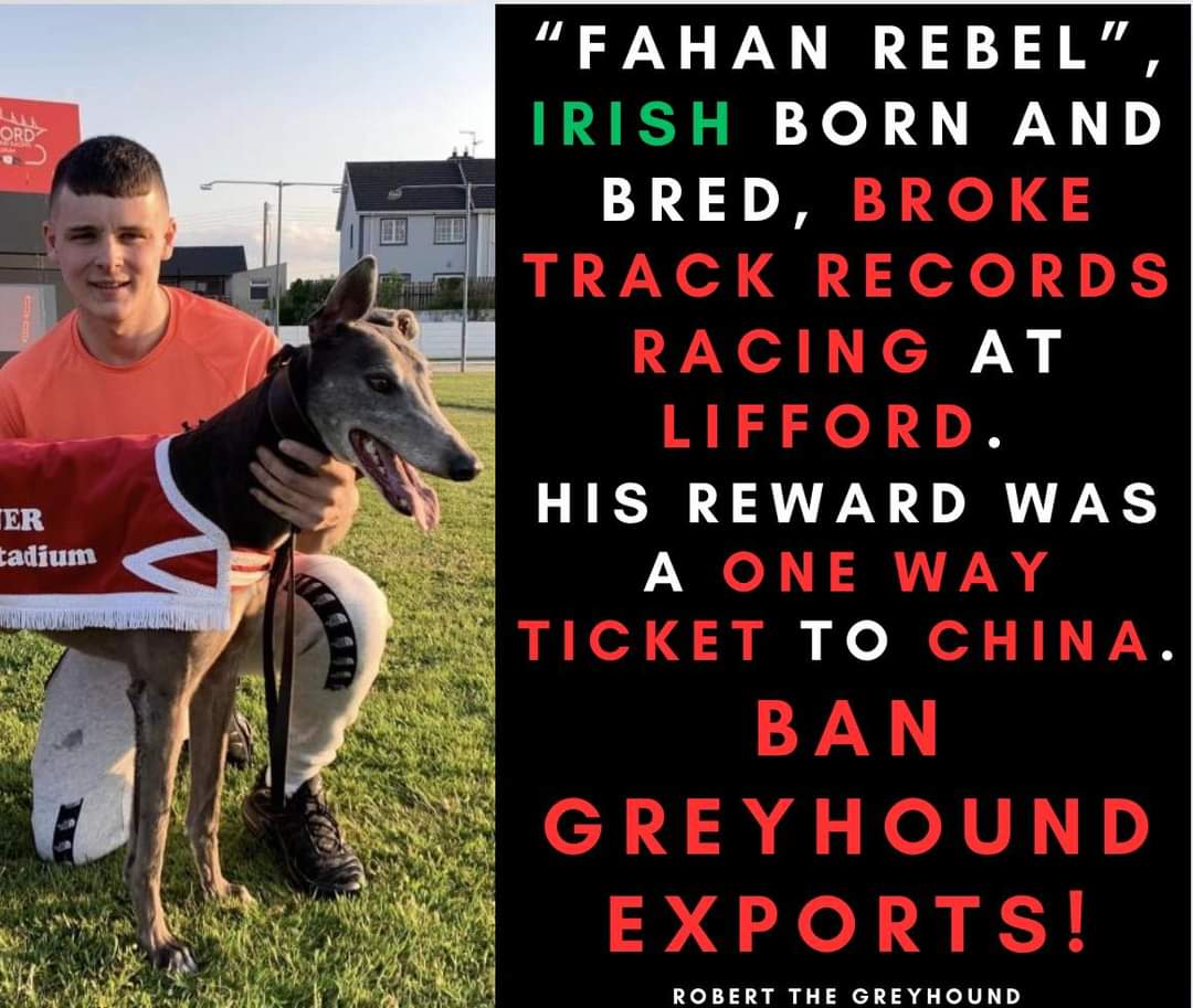 Robert The Greyhound tweet media