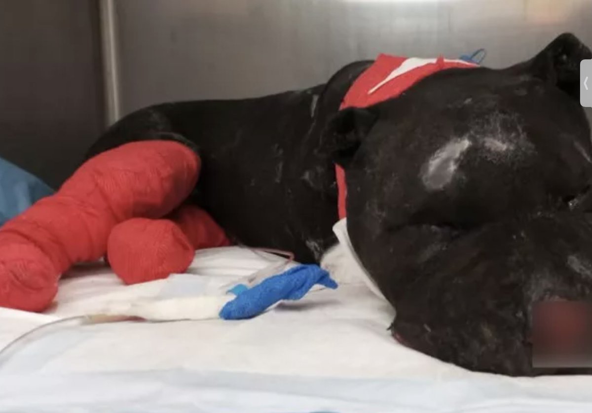enpaonlus's tweet photo. Aron è morto stanotte. Nonostante le cure amorevoli. Nonostante la speranza che potesse farcela. RIP piccola anima... 
Il delinquente che lo ha ucciso è libero. Non dimentichiamo il suo nome: Carmelo Russo. Delinquente assassino! https://t.co/bFd70n1Wav