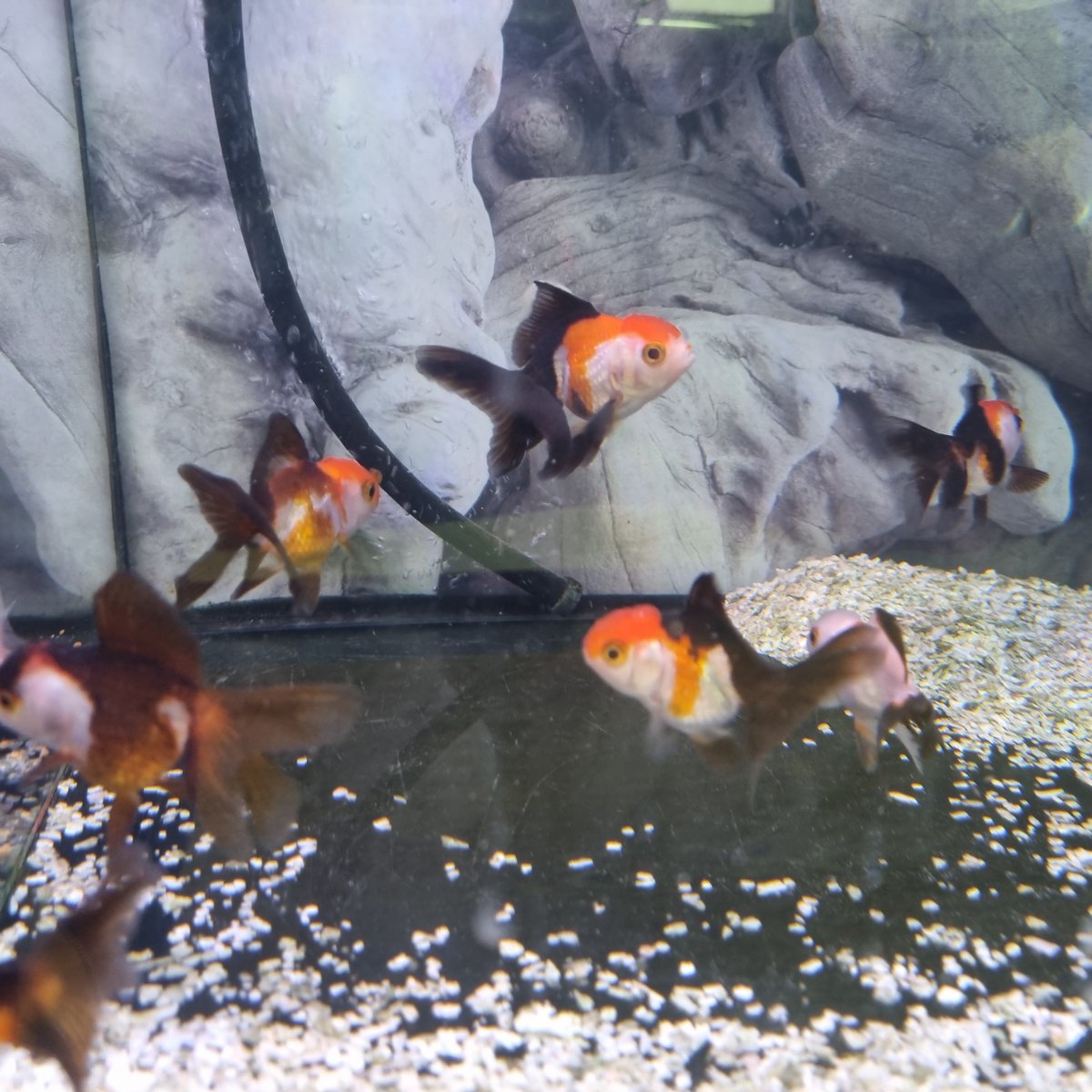 Lots of cute little fancie goldfish in this week! 😍😍

#fancygoldfish #oranda #pandaoranda #tricolouroranda #ryukin #ranchu #butterflymoor