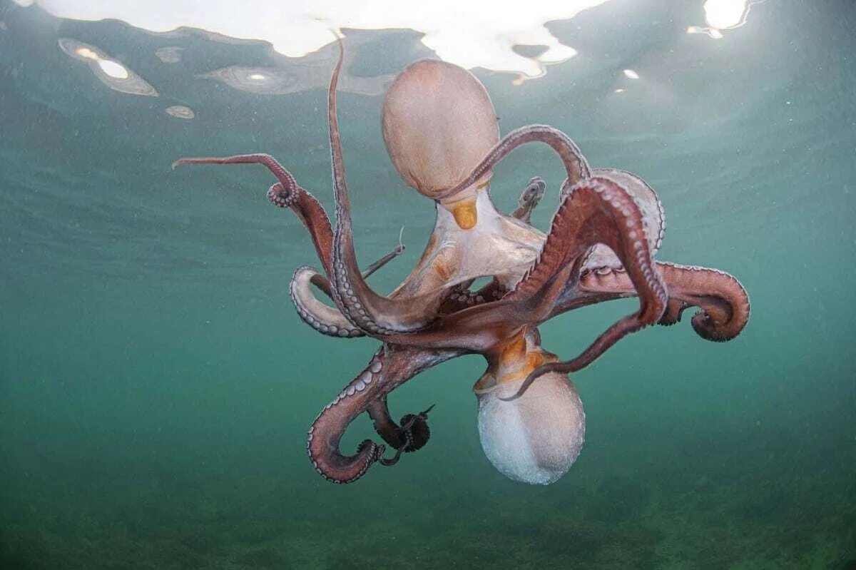 Octopus tango, foto Francisco Javier Murcia Requena. Esta fotografía fue tomada en la costa de España. Dos pulpos entrelazando sus brazos y moviéndose continuamente, un comportamiento muy inusual. ¿Quizás un ritual de apareamiento o tal vez una forma de defensa territorial?