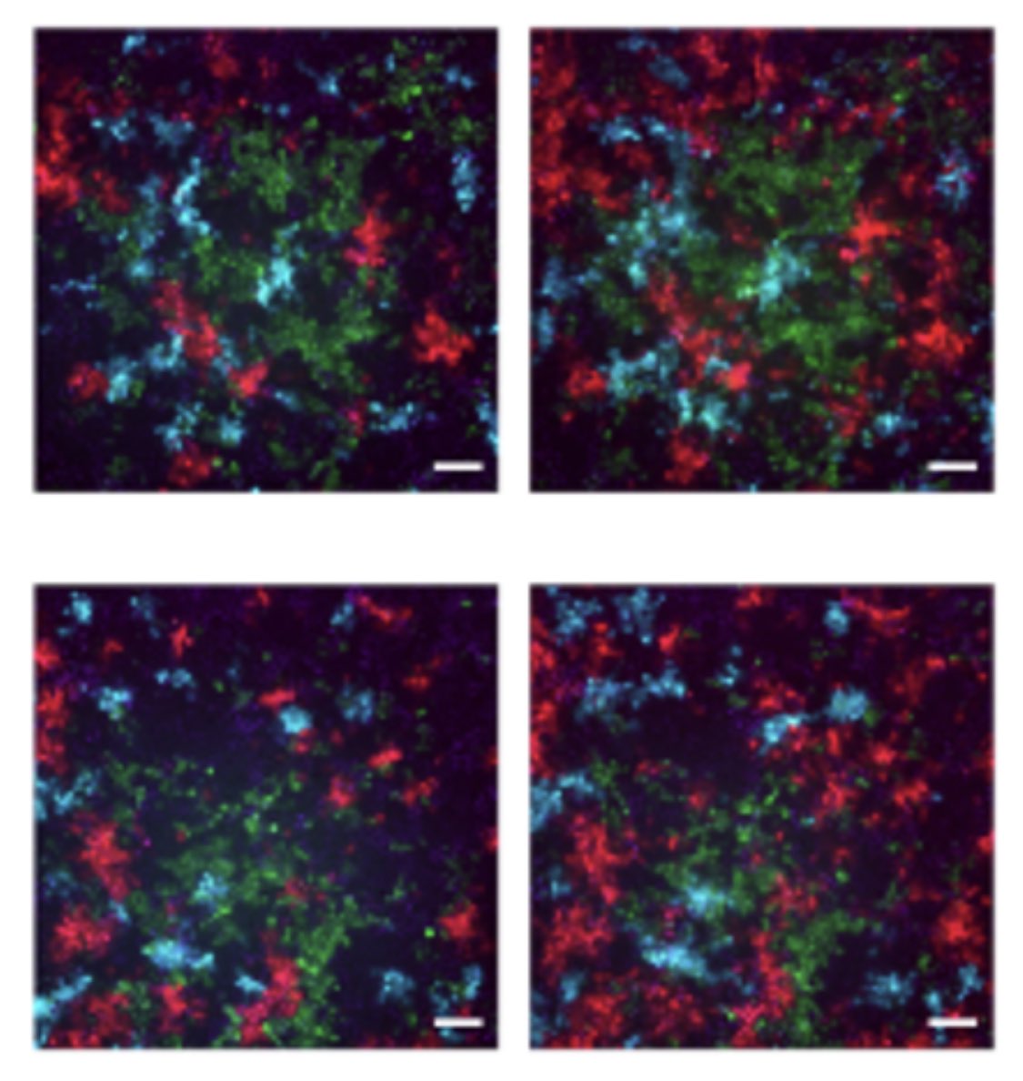 Check our colorful paper <a href="/Nature/">nature</a> Comm on an all-optical multiplex #antiviral assay for imaged-based high-throughput #screening. Also the foundation for other multiplexed screens &amp; the development of much needed broader-spectrum antiviral drugs. <a href="/KU_Leuven/">KU Leuven</a>

ncbi.nlm.nih.gov/pmc/articles/P…