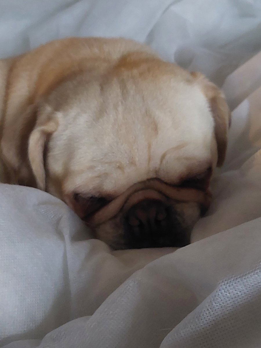 Failing the 'not in my bed' test! 😆😅🤣😍😘🥰😍💜💜💜