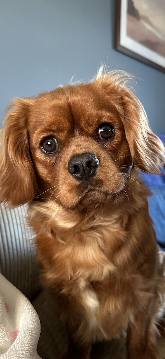 Erm, hoodad me finks it is walkies time.