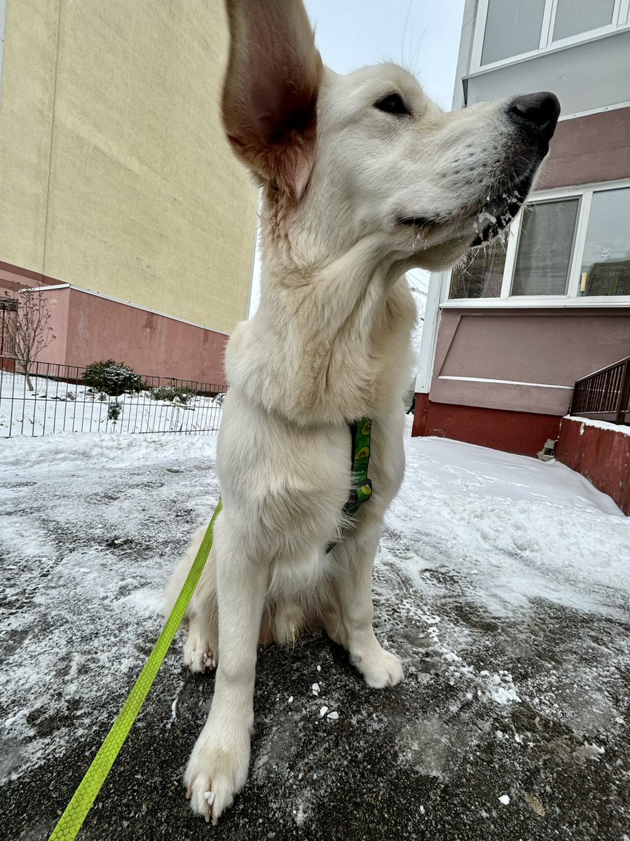 aнdрій бджоляр (@pan_nikhto) on Twitter photo 
