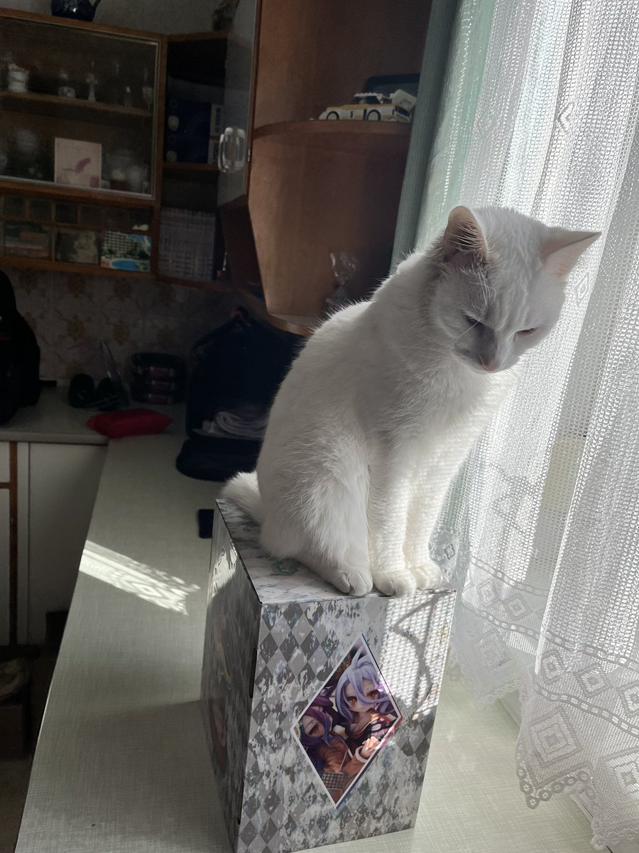 DotHack39's tweet photo. Hab eine Lieferung 📦 erhalten 🥰
Nur Yuki hat sie beschlagnahmt und ich kann #Shiro und #Schwi nicht auspacken 😔
#NoGameNoLife https://t.co/fx5xZF7pIj