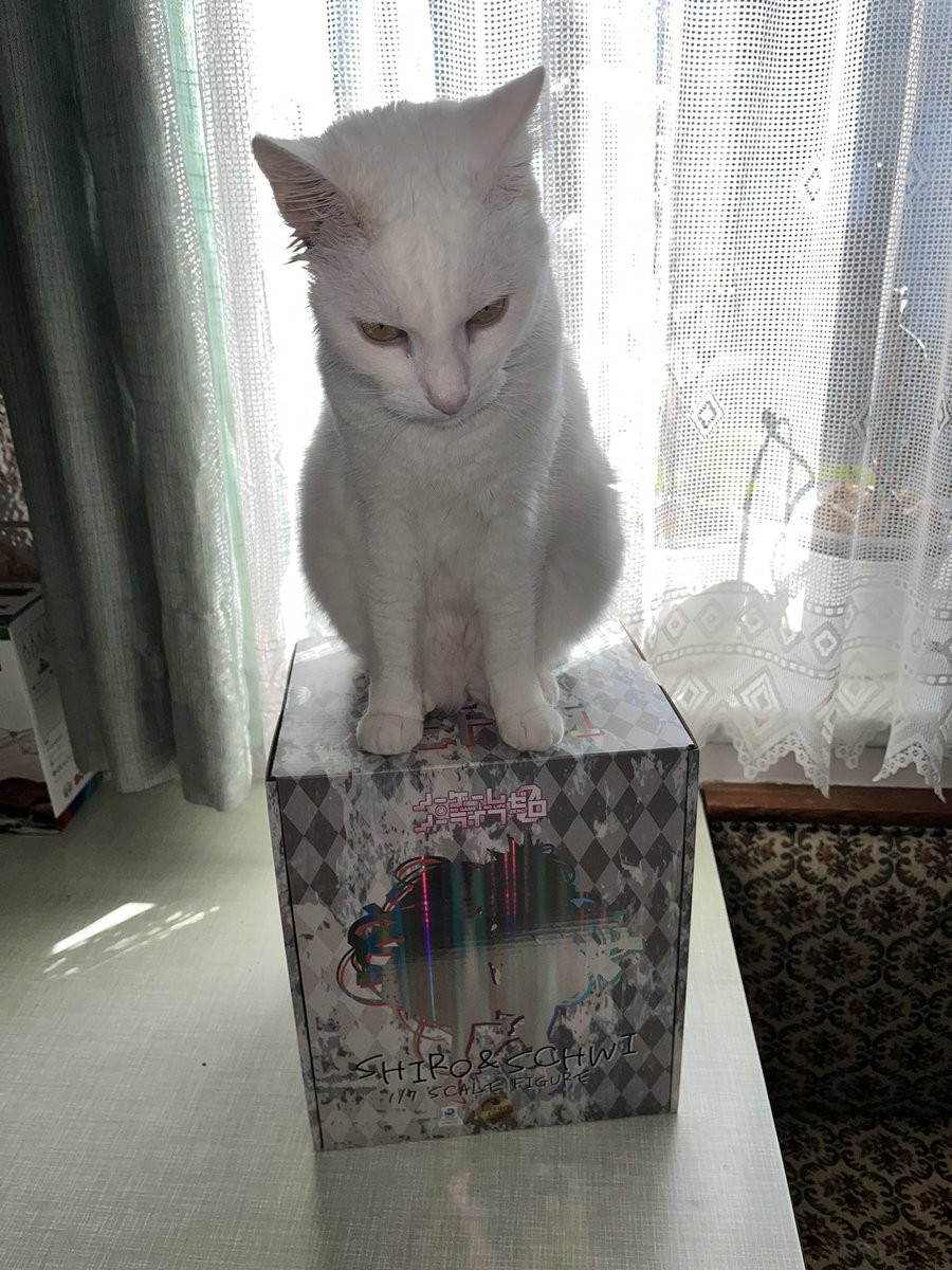 DotHack39's tweet photo. Hab eine Lieferung 📦 erhalten 🥰
Nur Yuki hat sie beschlagnahmt und ich kann #Shiro und #Schwi nicht auspacken 😔
#NoGameNoLife https://t.co/fx5xZF7pIj