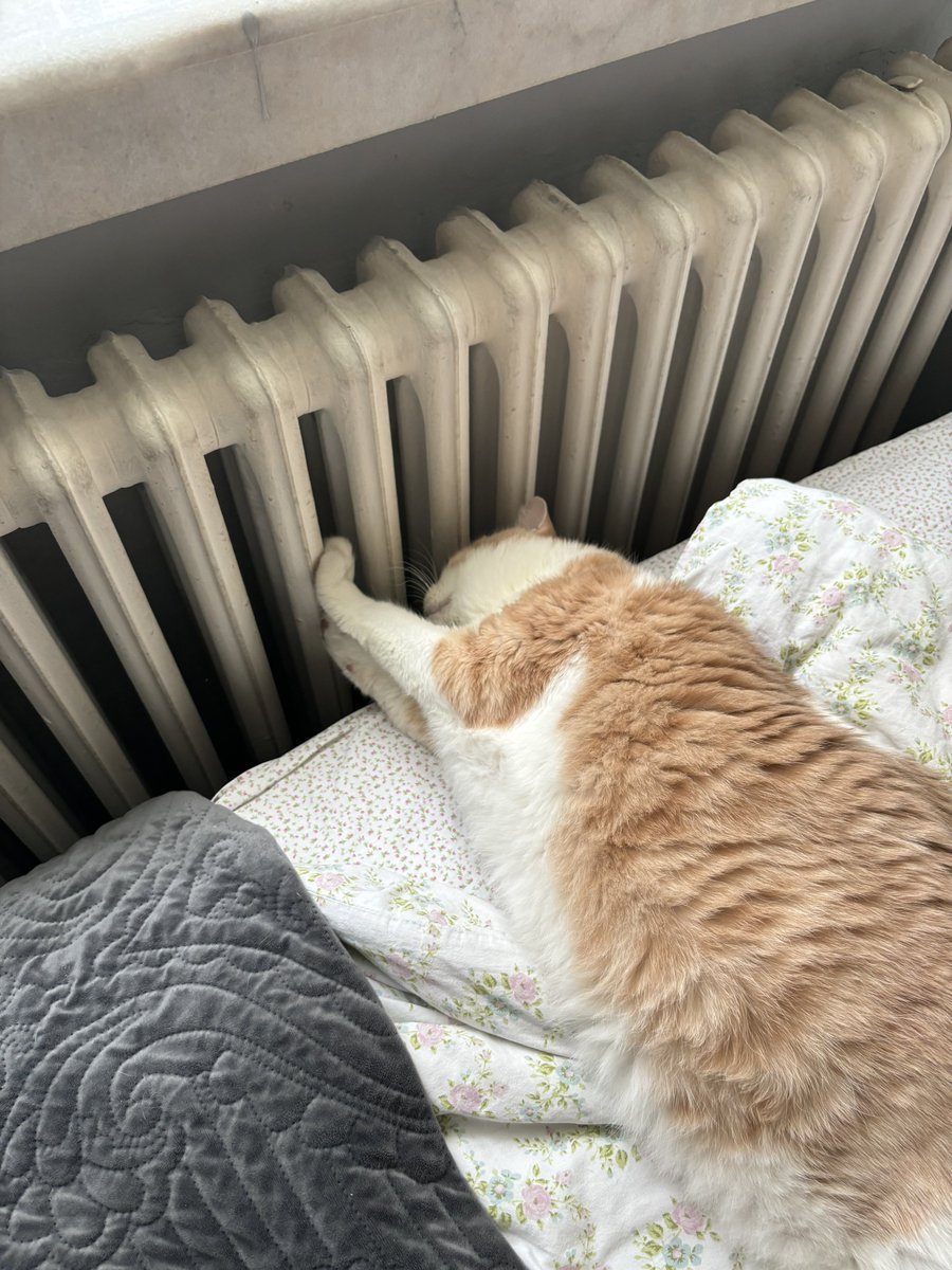 pasa_cat's tweet photo. Ankara ne kadar mı soğuk?
 iste bu kadar…. https://t.co/eP0IV6oa7W