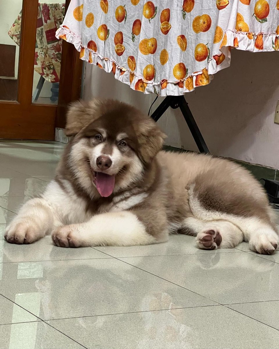 MalamuteClub's tweet photo. ❤️😍

👉👉 @malamuteclub for daily dose of Cute Malamute...

*No copyright intended
*All rights are reserved &amp; belong to their respective owners.
Dm for removal 🦋🦋
*
*
*
*
#alaskanmalamute https://t.co/hHjF8yIR0o