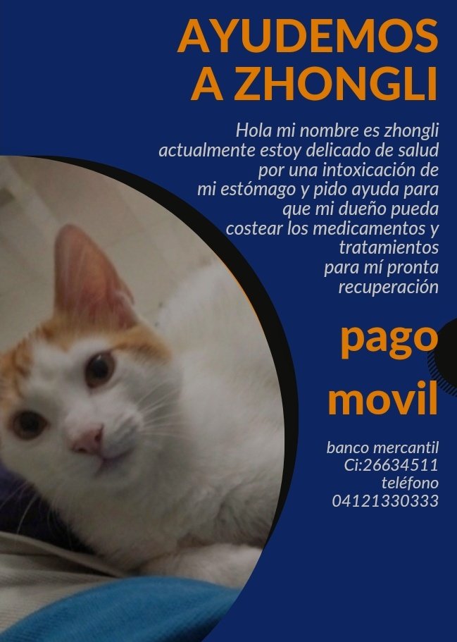 Nick160699's tweet photo. Hola el día de ayer mi gato lo envenenaron y necesito urgente ayuda para poderlo salvar dejo mi contacto al  privado o a mi número de teléfono 04121330333

Por favor ayúdeme a salvar a mi gato. https://t.co/vBTWrulWWE