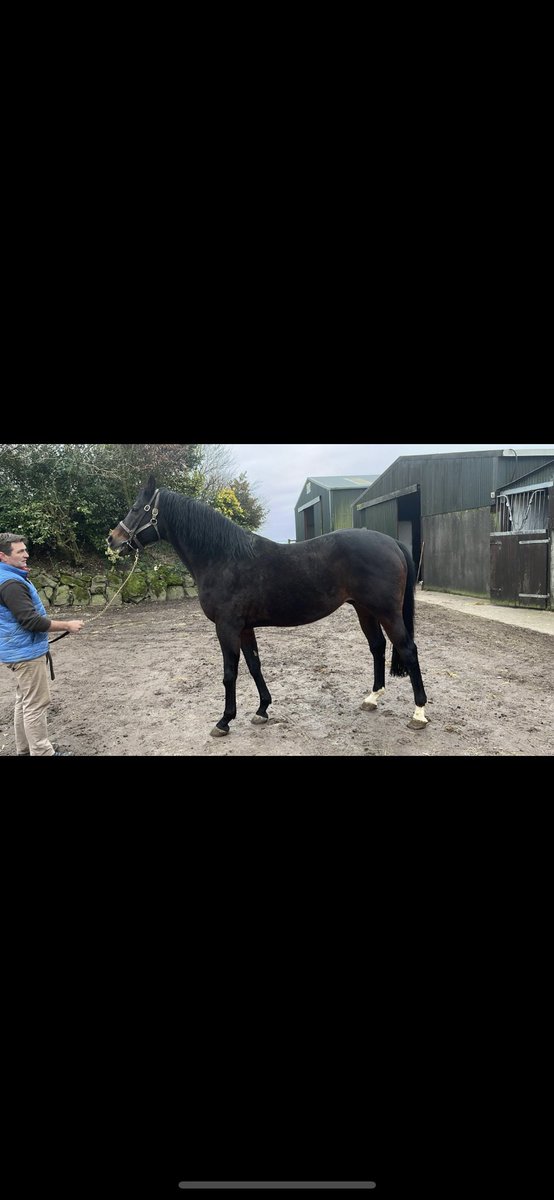 Tattersalls Ireland tweet media