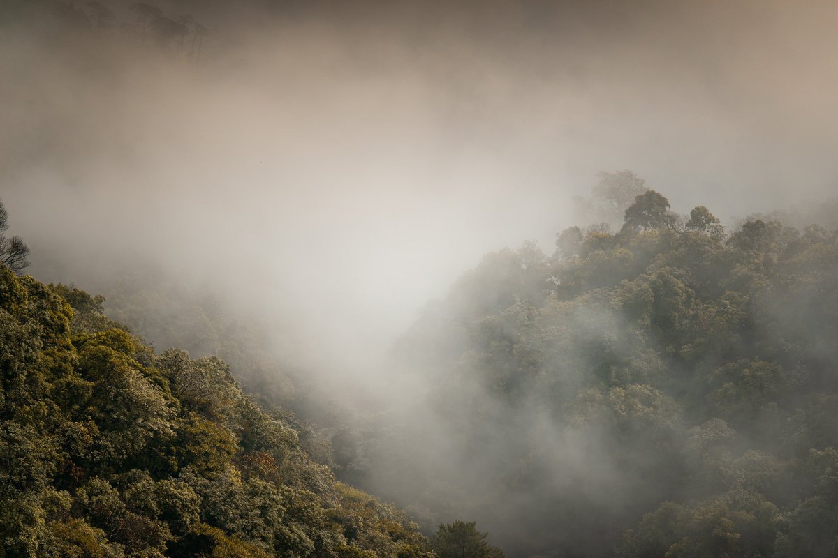 Cederfjärd tweet media