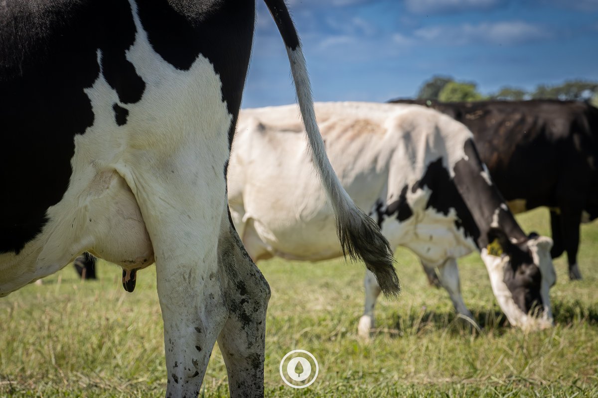 sentientimagery's tweet photo. summer tales of summer tails

#dairy #friesian #cows #udder #tail #legs #swatting #nzfarming #farmingnz #farm #farmnz #nz #newzealand #dairynz #teats #grazing #eating #pasture #shade #summer #herd #mob #flies #flyswatter

https://t.co/ArVMcLL0s1 https://t.co/0cN4lqFpPO