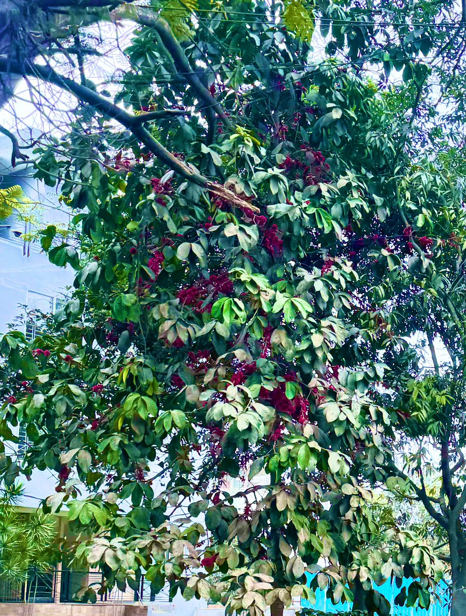 Neelavanam's tweet photo. 13th cross road in Banashankari is one of my fav roads in Bangalore because it has a badminton ball tree and a huge silk cotton tree. Today I saw a Malay/Ooty Apple tree in full bloom. So many gorgeousness in a lane. https://t.co/h11fBl0D9y