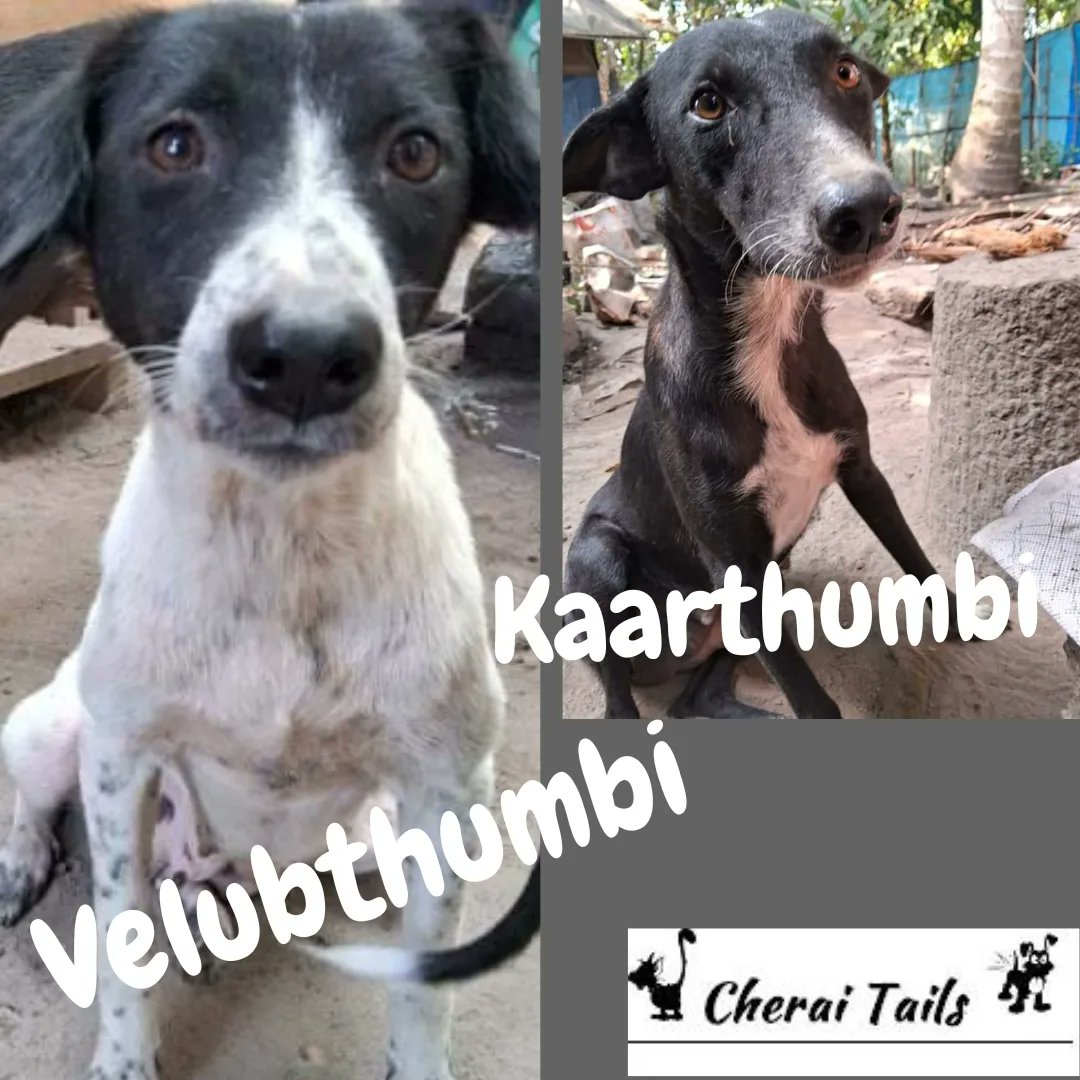CheraiTails's tweet photo. a kind couple will look after them post sterilization.
At LEAST 42 less pups on the street.
Thumbi this week hopefully.
Please help us help them.
operation costs ₹3000/£30 /€38 discounted rate.
   ₹1500-2000 travel
G pay 83018 86284
https://t.co/GipxN1Uir1
THANK YOU https://t.co/VaBAYgcs74