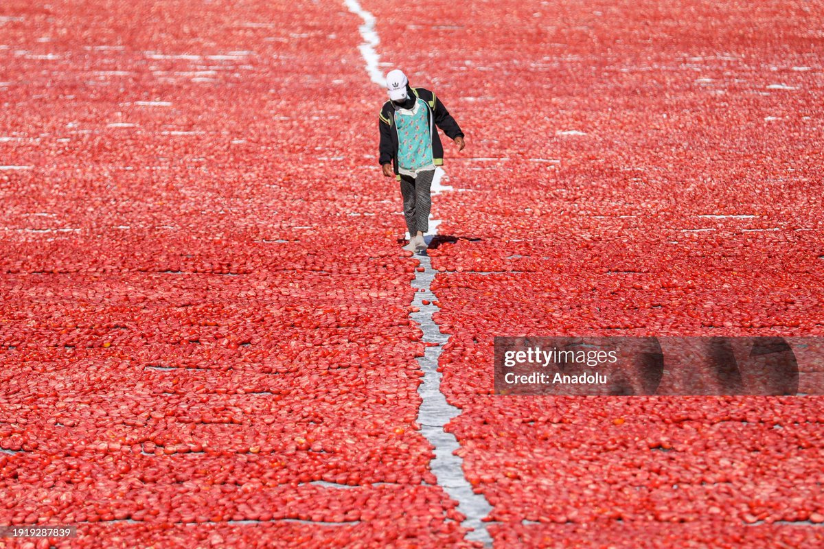 Mohamed El-Shahed tweet media