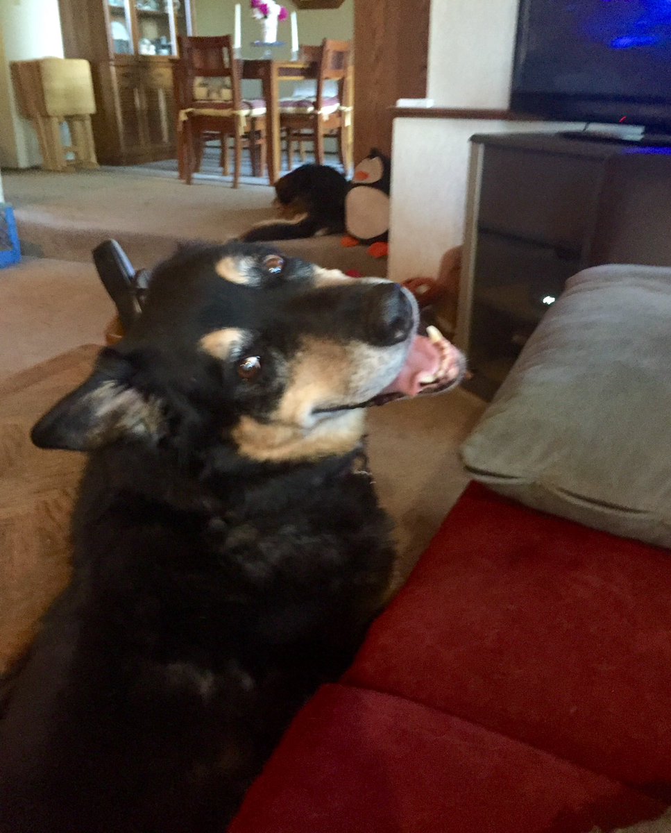 DebbieCulwell's tweet photo. @DatelineNBCProd @DatelineNBC My late husband and I rescued many dogs over the years. This was Maxine. She was old, deaf, and crippled when we adopted her. We had her only two years, but gave her the best. Even though she was deaf, she loved @rushtheband. Deaf dogs rock in more ways than one. #DogsofDateline https://t.co/eZtzgWgySV