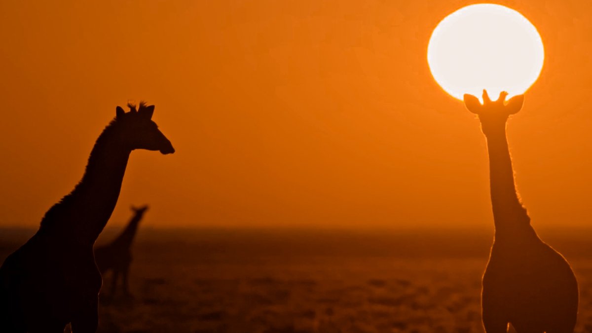 Etosha 🦒