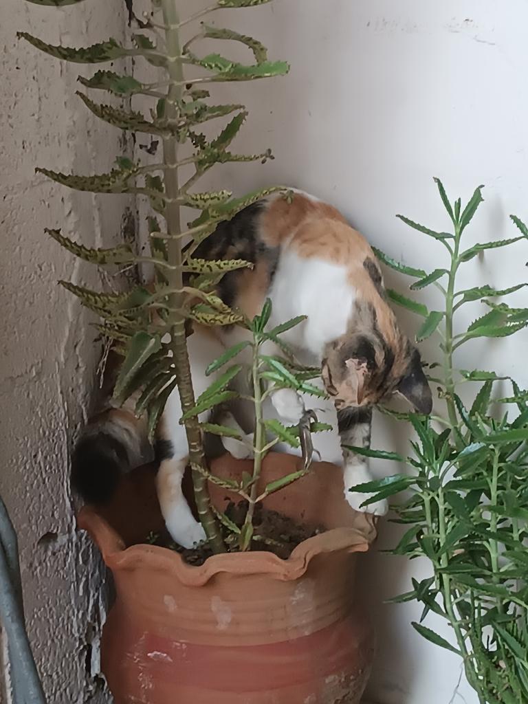 Lily. . . is a homeless cat...we feed her and take care of her like many homeless cats do...she holds my heart, sleeps with me, and plays with me …taught me kindness.
This photo is from this clock time on Friday...when there is peace....rest in peace my love