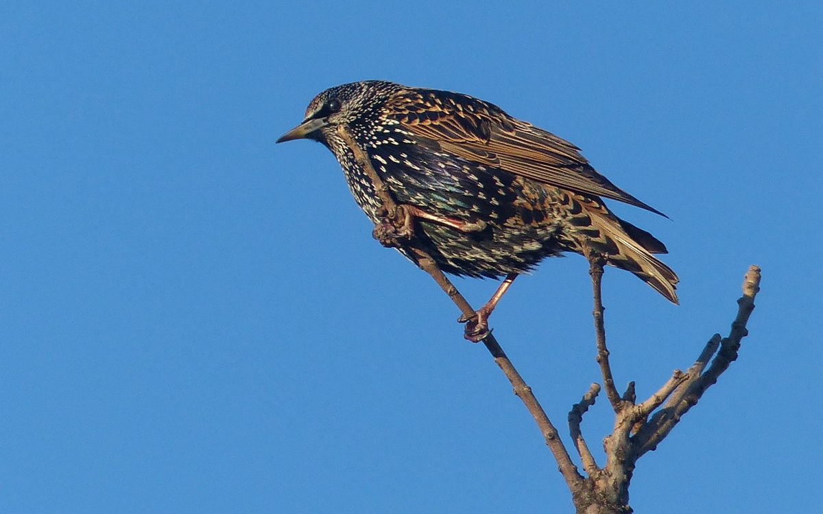 JochenKrautwald's tweet image. #Sturnus_vulgaris, #Star, 10.01.2024 in Berlin
