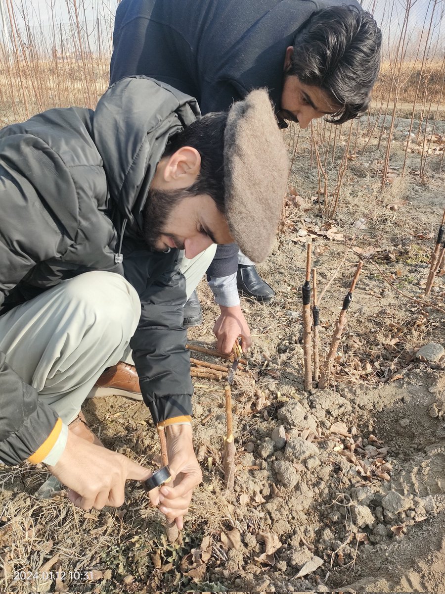 Nursery raising is an art.
#nursery #agriculture @FAO @FAOPakistan #GilgitBaltistan