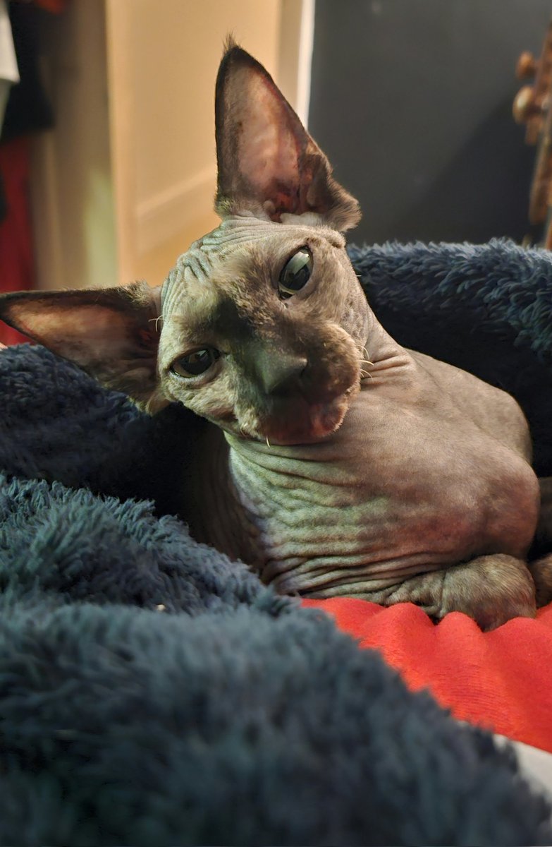 909_Art's tweet image. Happy #Caturday 
#CleoTheSphinx #sphinxcat #CatsOfTwitter