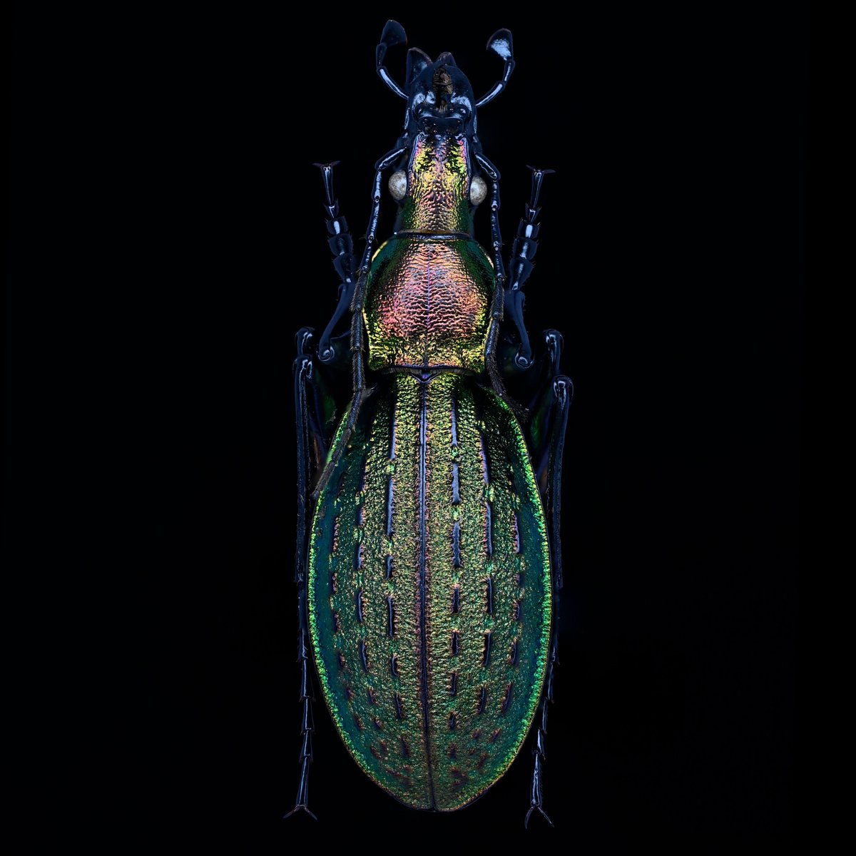 BUGS-DESIGN tweet media