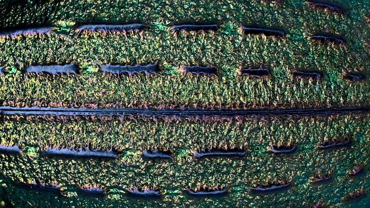 BUGS-DESIGN tweet media