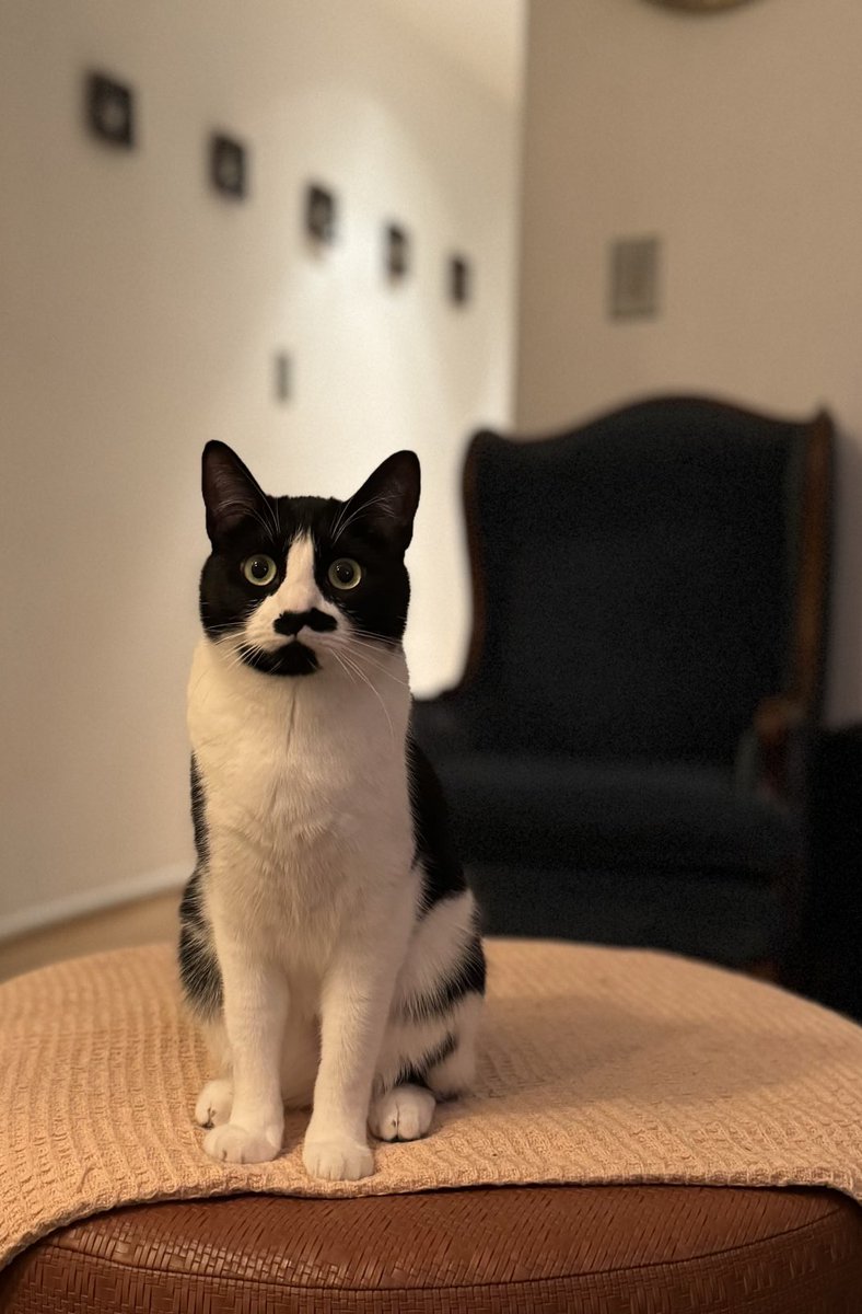 she is in fact, more dapper than u