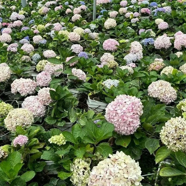 tripwithhenny's tweet photo. Bunga &amp; bunga.. 🌺🌻🌹🌷Mereka tinggal di 📍Agro Market, Cameron Highlands, setiap sudut dari taman yang ada di sana dikelilingi oleh mereka 🥳 mengundang pengunjung untuk bergambar bersama. 
Trip Cameron Highlands tersedia untuk rombonganmu loh 😁

#tourcameronhighlands https://t.co/DsEr8BFwjY