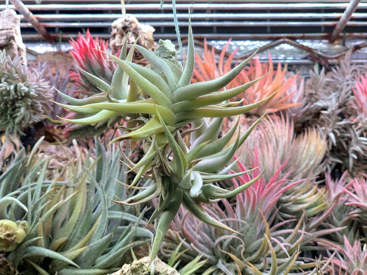 Tillandsia gilliesii polysticha ギリエシー 【公式通販】