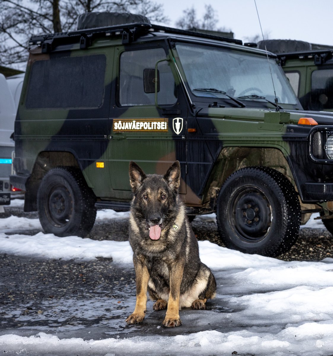 MoD Estonia (@mod_estonia) on Twitter photo 👋 Best wishes for retirement to #Bruno, the first service dog of the 🇪🇪 Estonian Defence Forces!
Over nearly a decade of service, the smart German Shepherd contributed to the security of 🇺🇸 <a href="/POTUS/">President Donald J. Trump</a>, 🇻🇦 <a href="/Pontifex/">Pope Leo XIV</a>, 🇩🇪 @Bundeskanzler, and others during their visits to #Estonia. 👋 Best wishes for retirement to #Bruno, the first service dog of the 🇪🇪 Estonian Defence Forces!
Over nearly a decade of service, the smart German Shepherd contributed to the security of 🇺🇸 <a href="/POTUS/">President Donald J. Trump</a>, 🇻🇦 <a href="/Pontifex/">Pope Leo XIV</a>, 🇩🇪 @Bundeskanzler, and others during their visits to #Estonia.
