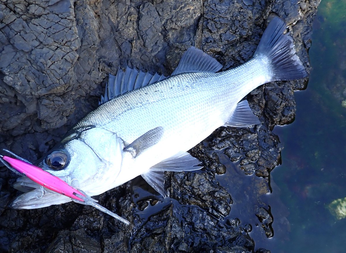 fishyuta927's tweet image. 多忙過ぎてしばらく釣りから離れてましたが、ようやく磯へ行けました！
ベイトヒラ最高✨
 #DIVISER
 #Hooze