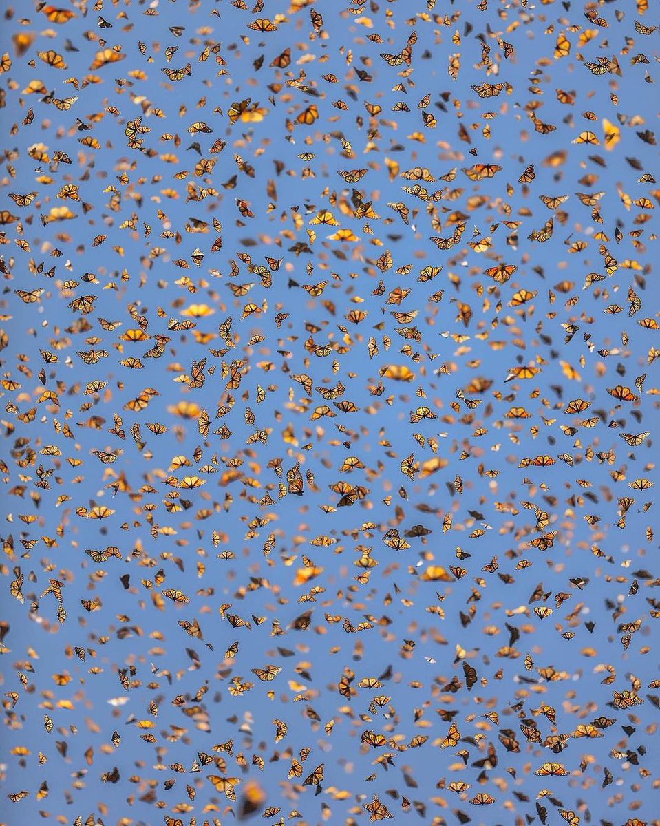 culturainquieta's tweet photo. «Somos como mariposas que vuelan durante un día pensando que lo harán para siempre».

— Carl Sagan

'Majestuosidad de la Naturaleza'

Por el fotógrafo mexicano Santiago Arau.

En la Reserva de la Biosfera Mariposa Monarca. En Michoacán, México. https://t.co/OwiHfdg2D4