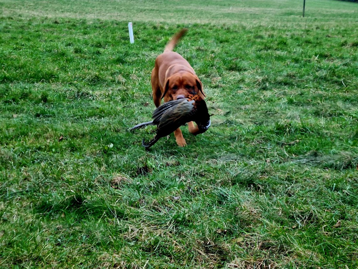 ACountryChap's tweet photo. Another day on the #Wiltshire / #Hampshire border yesterday picking up with #BigGingerDog &amp; #LittleBrownDog. Plenty of good shooting. #pheasantseasonuk #pheasantshootinguk #pickingupdog #pickersup #gundogs https://t.co/WgkZWLUPmO