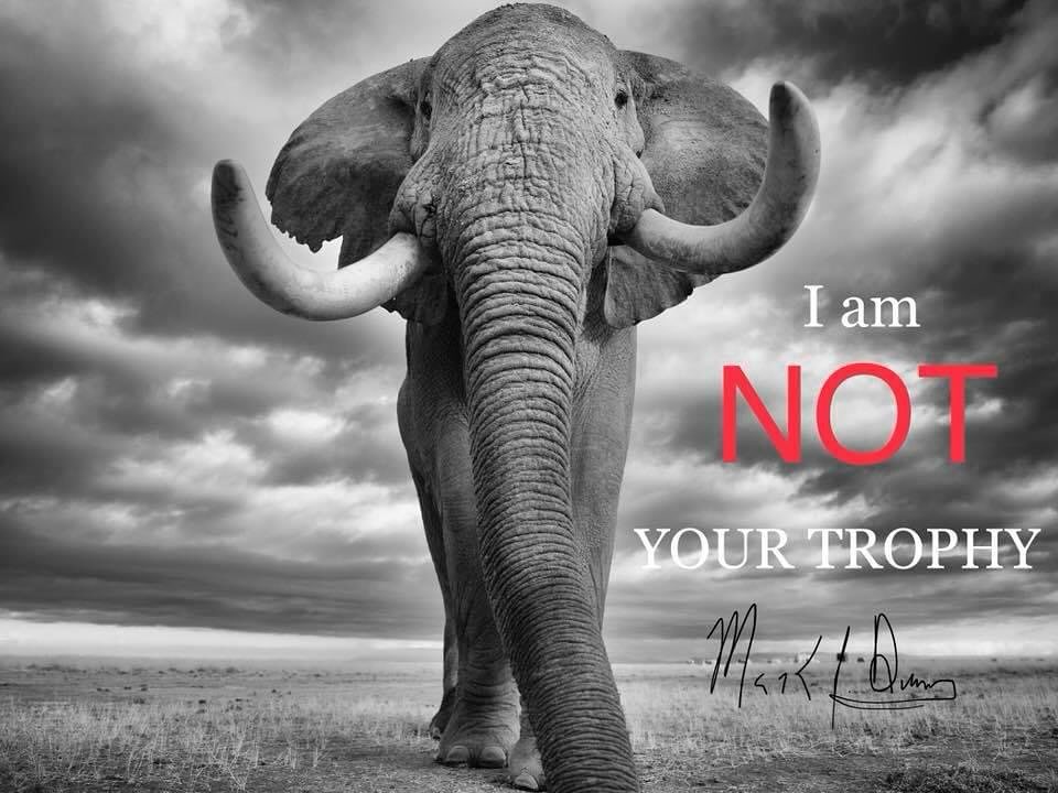 #notyourtrophy #killingsisnotconservation #endtrophyhunting #worthmorealive #elephants #supertuskers