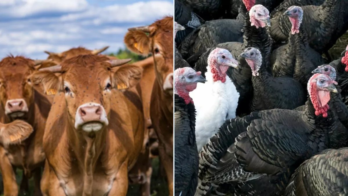 Animals EFSA tweet media