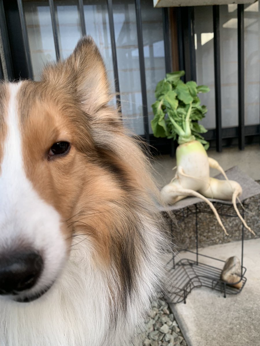 うちの子の大根に対する反応
目が死んでる