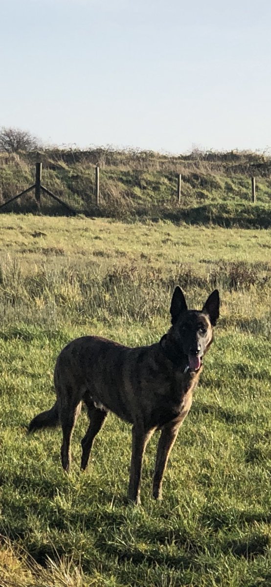 Chappers 🐾🐝 🙋‍♀️ tweet media